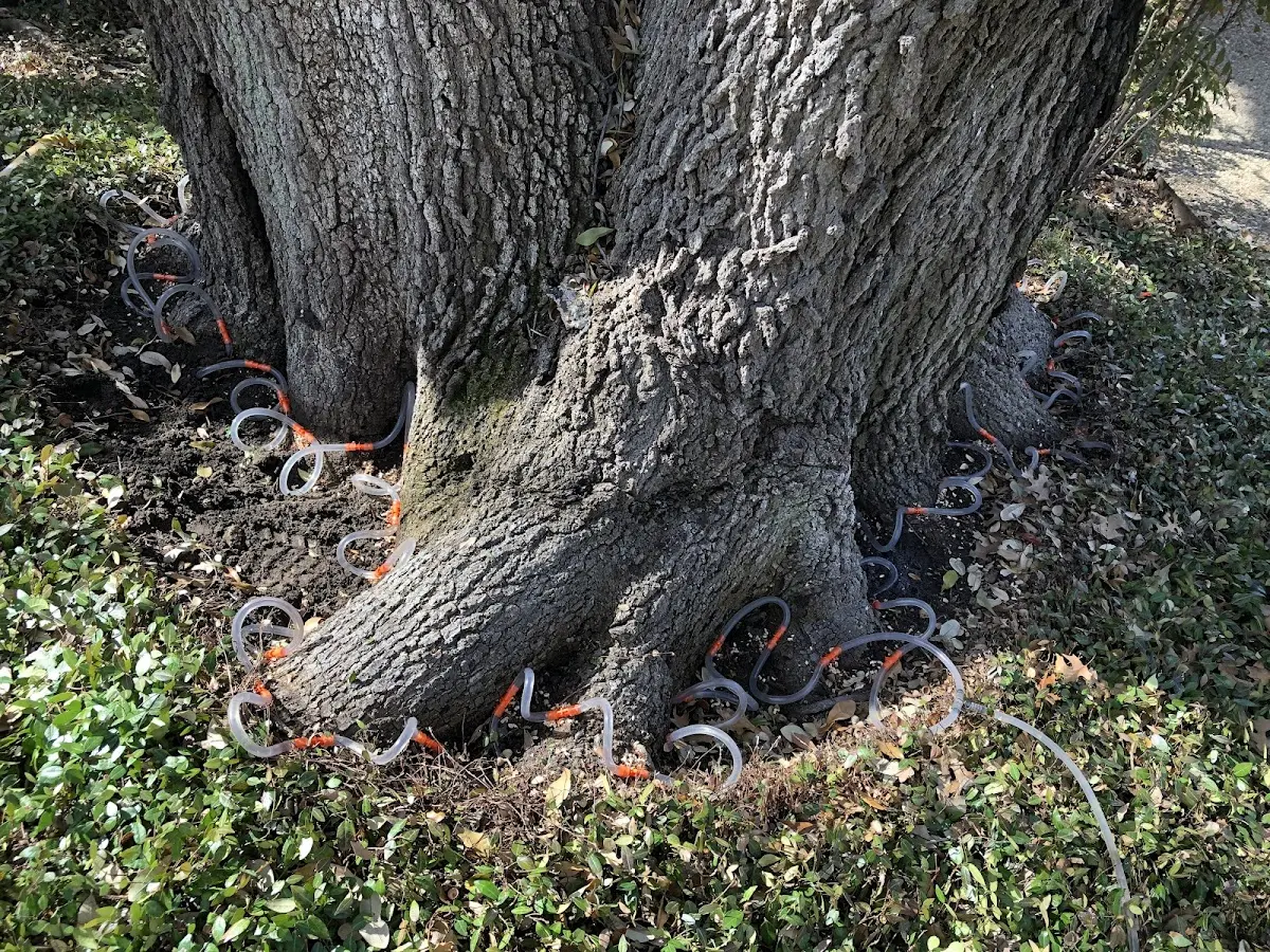 Detailed Tree Cabling and Bracing job site in Bruceton Mills