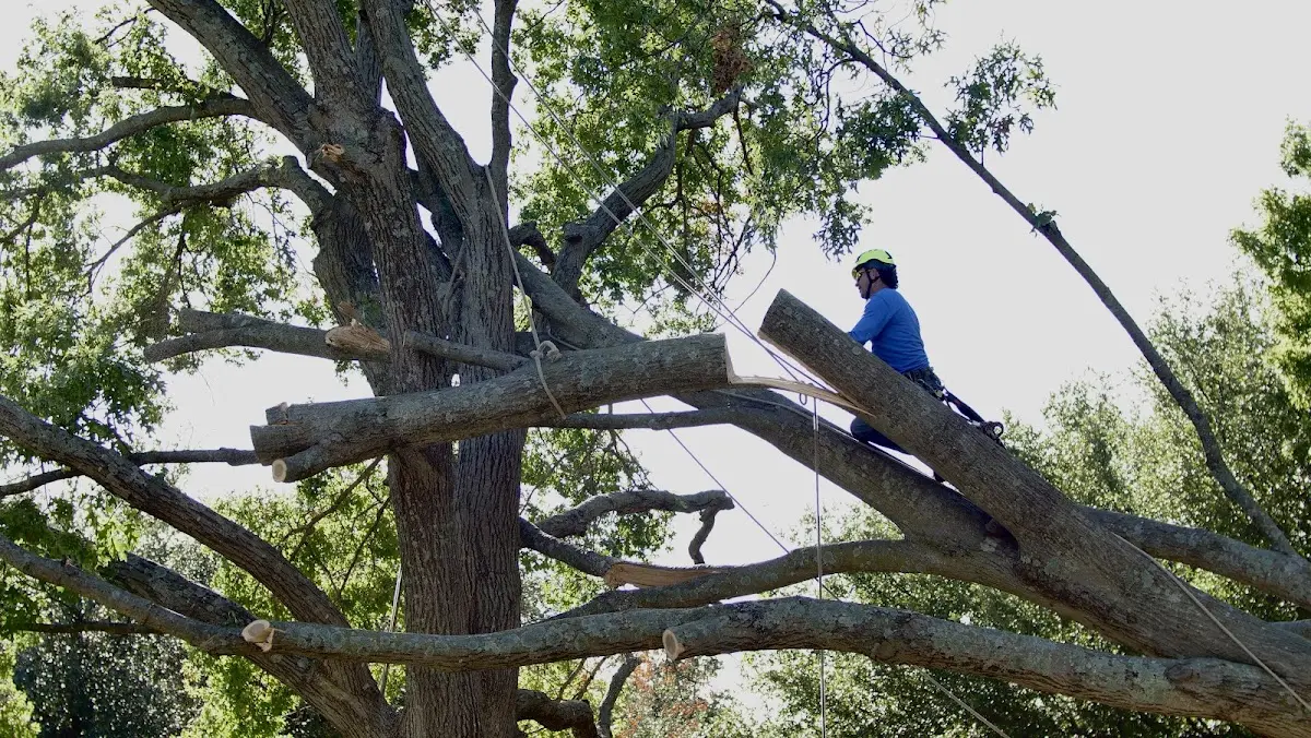 Professional Crown Thinning performed by certified arborists in Bruceton Mills