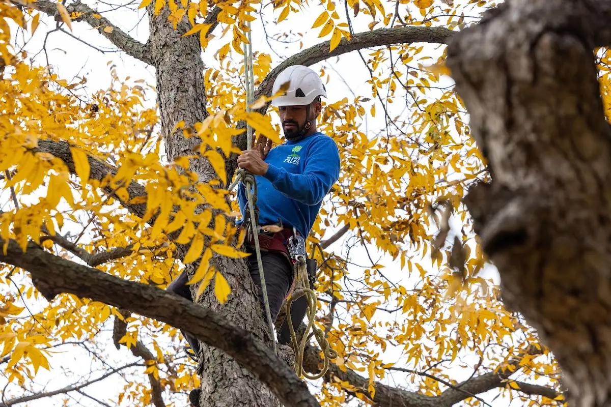 Skilled Tree Transplanting crew working in Bruceton Mills